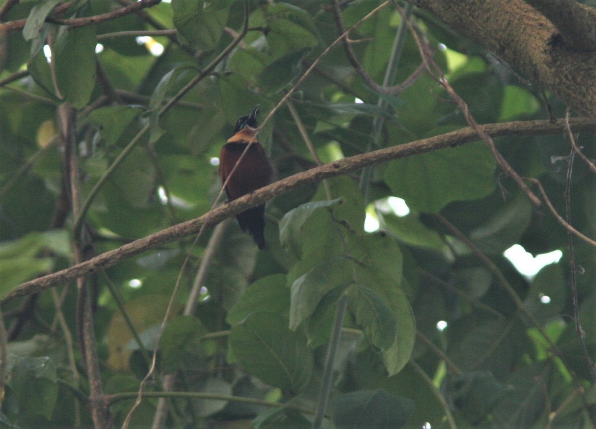 Buff-throated Sunbird - ML147018791