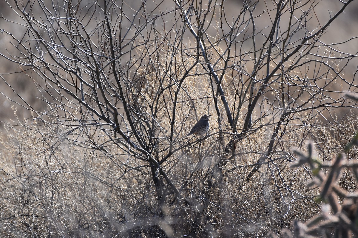 Sage Thrasher - ML147020071