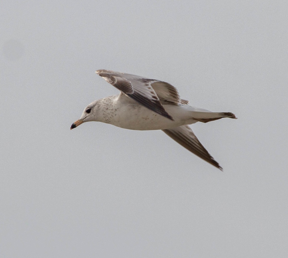 Ring-billed Gull - Kirk Gardner