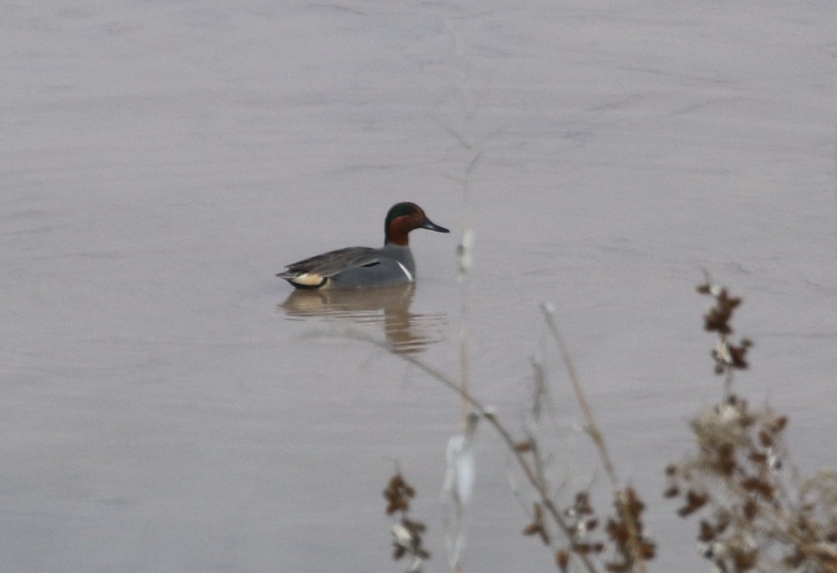 Ногоохон нугас - ML147023621