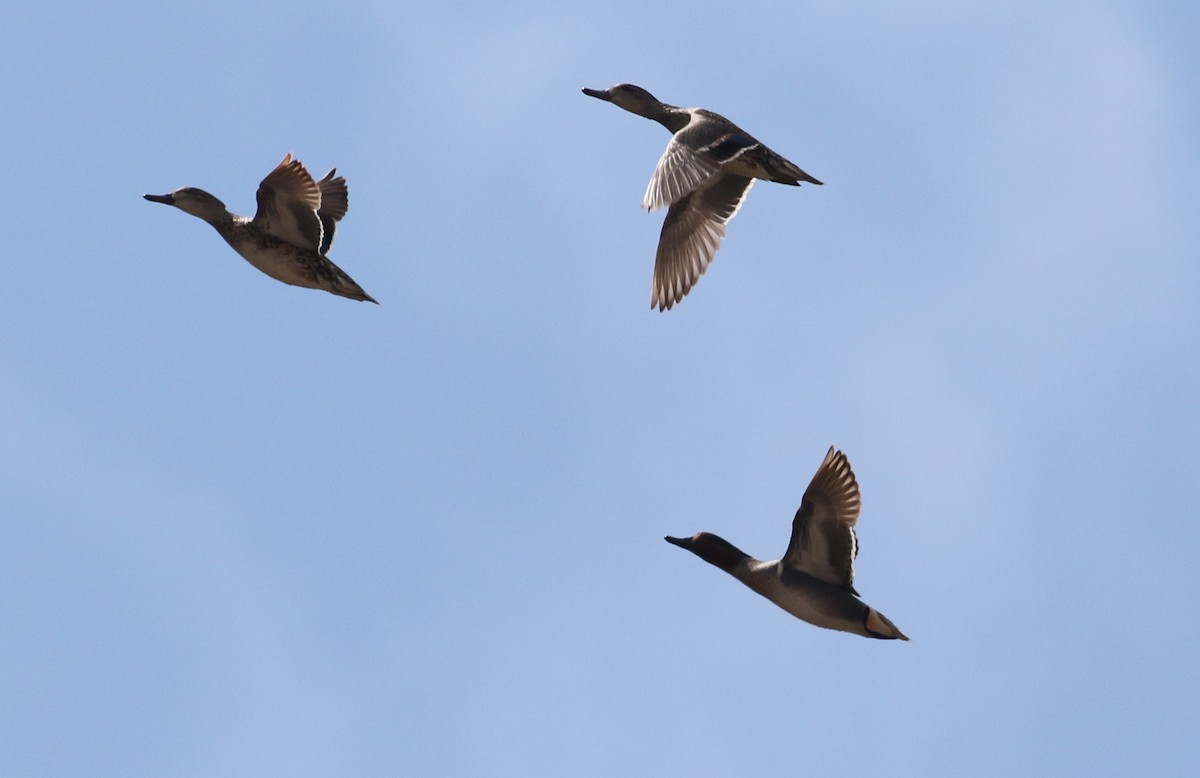 Ногоохон нугас - ML147023631