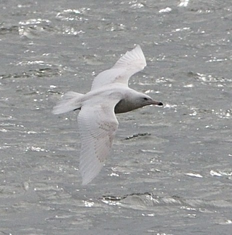 Glaucous Gull - ML147024731