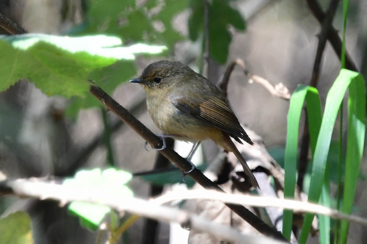 Papamoscas Tricolor - ML147024961