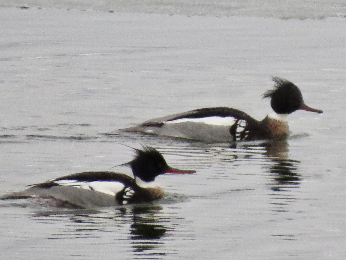 Red-breasted Merganser - ML147025871