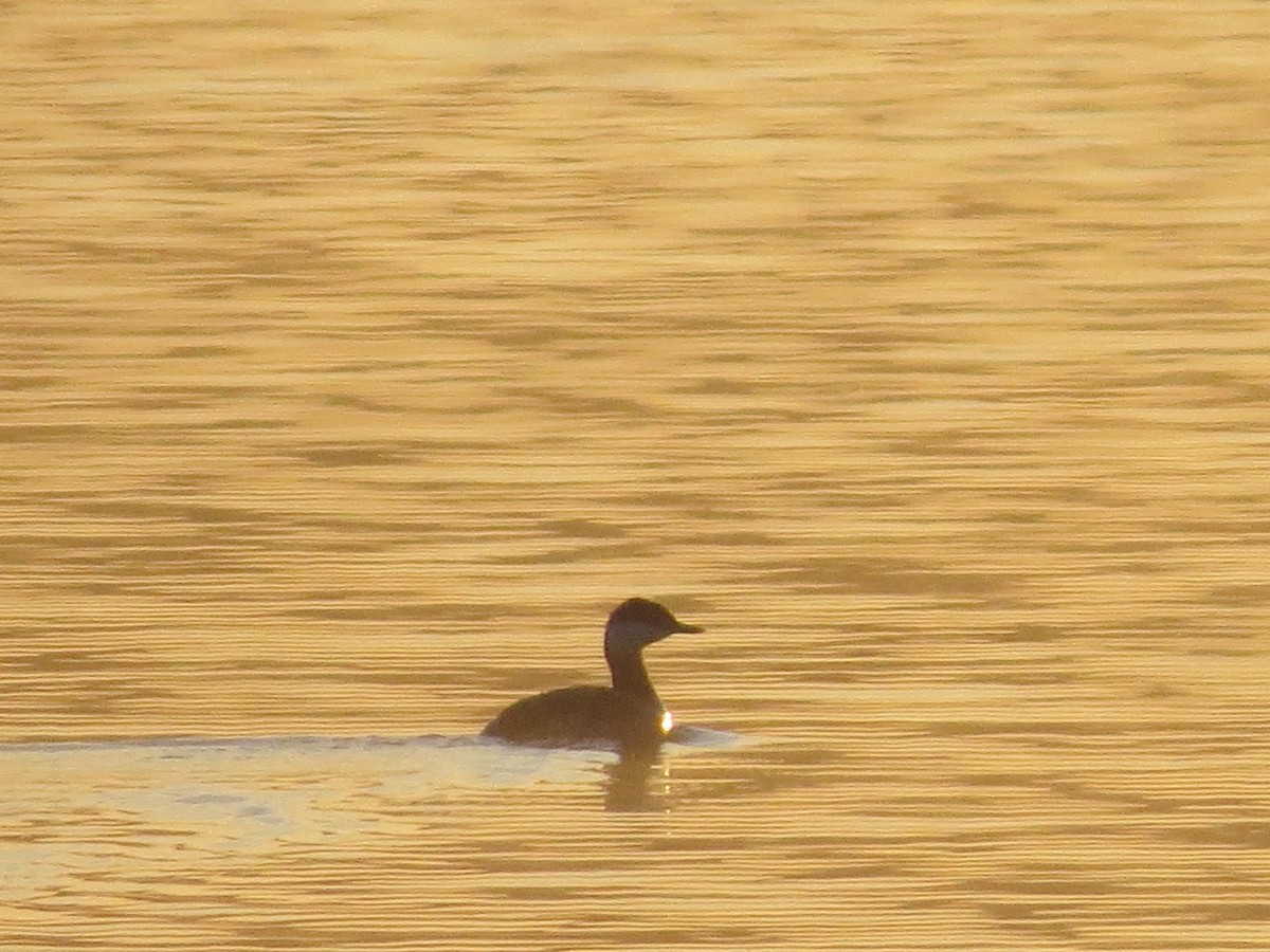 Horned Grebe - ML147026091