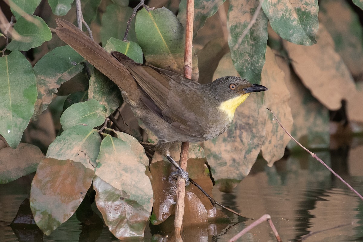 Yellow-gorgeted Greenbul - James Kennerley