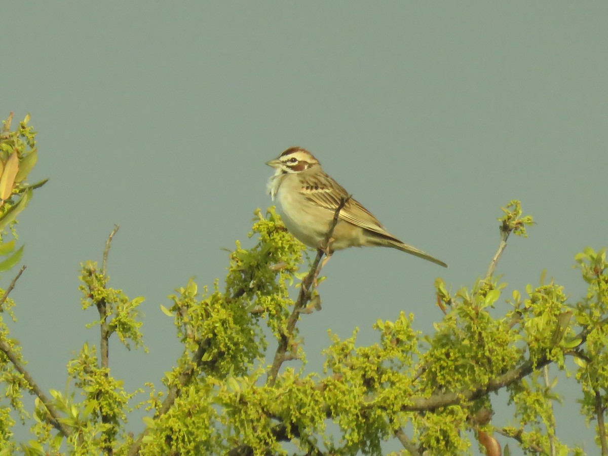 Lark Sparrow - ML147032471