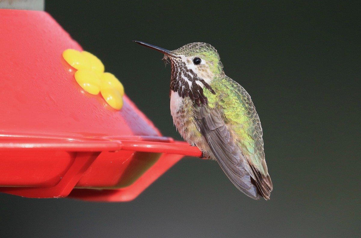 Calliope Hummingbird - Roger Zachary