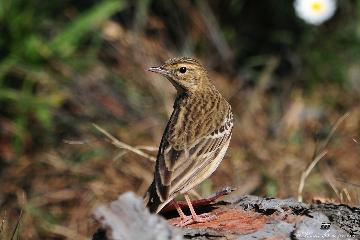 Tree Pipit - ML147033051