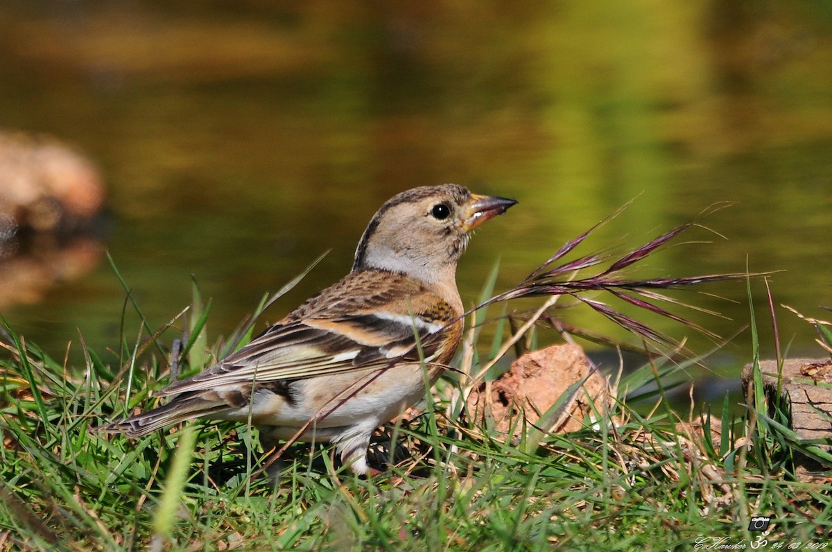 Brambling - ML147033561