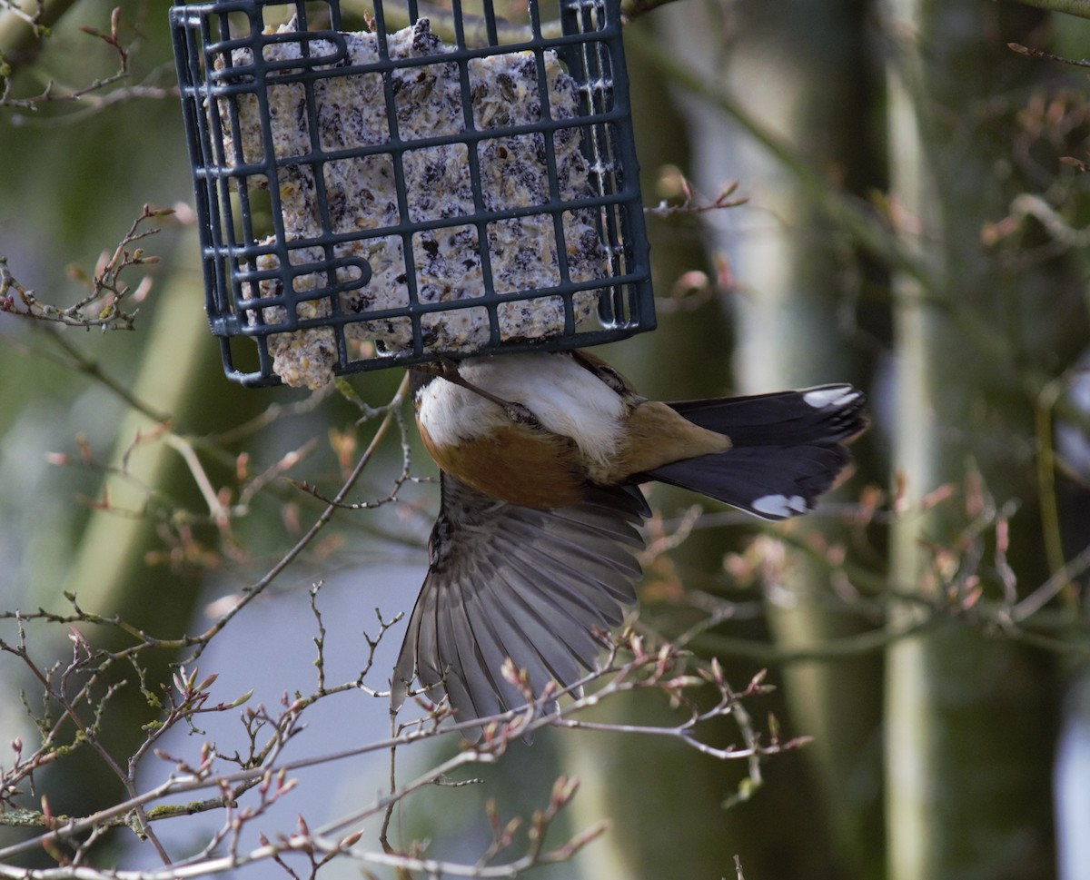 Spotted Towhee - Adrian Round