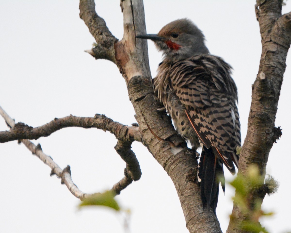 Northern Flicker - ML147034041