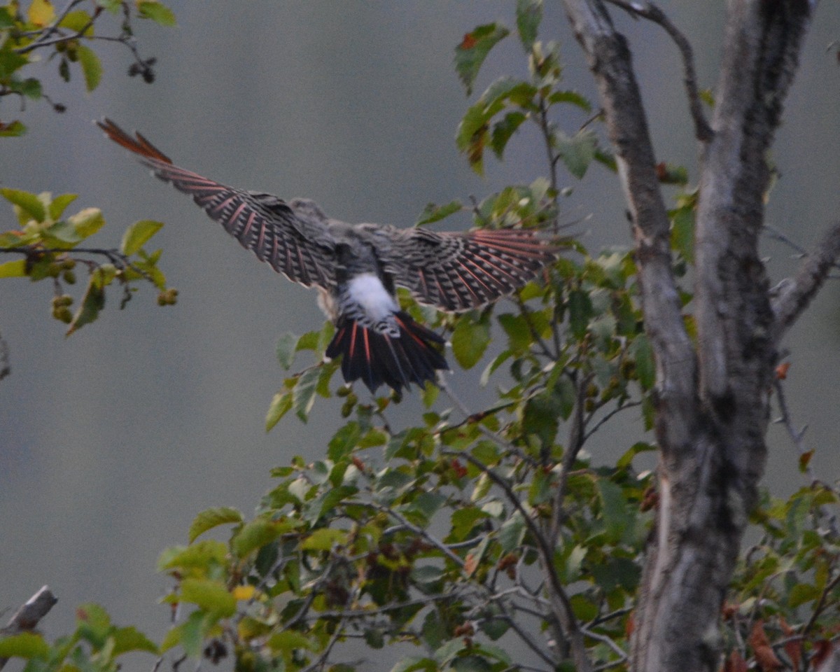 Northern Flicker - ML147034081