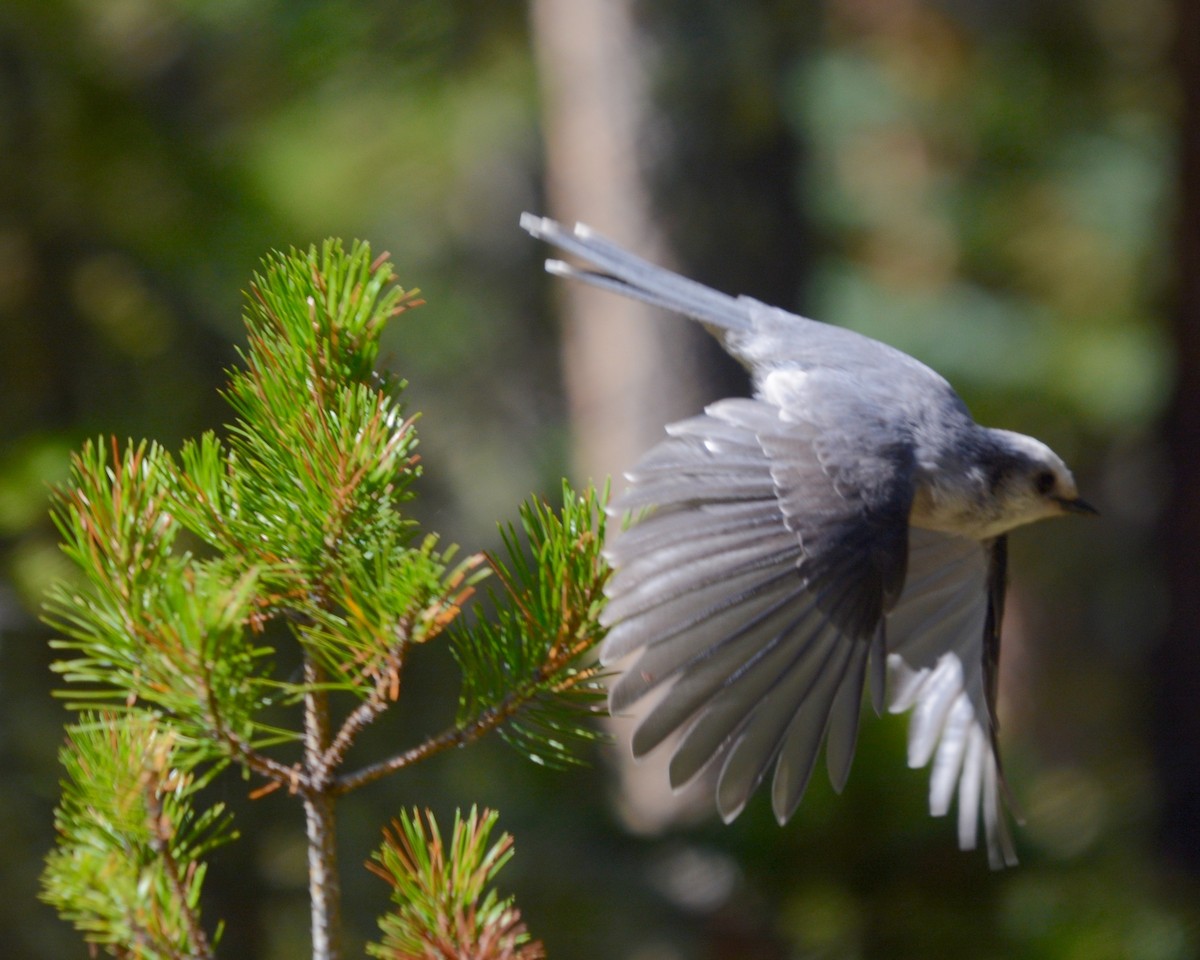 Canada Jay - ML147034381