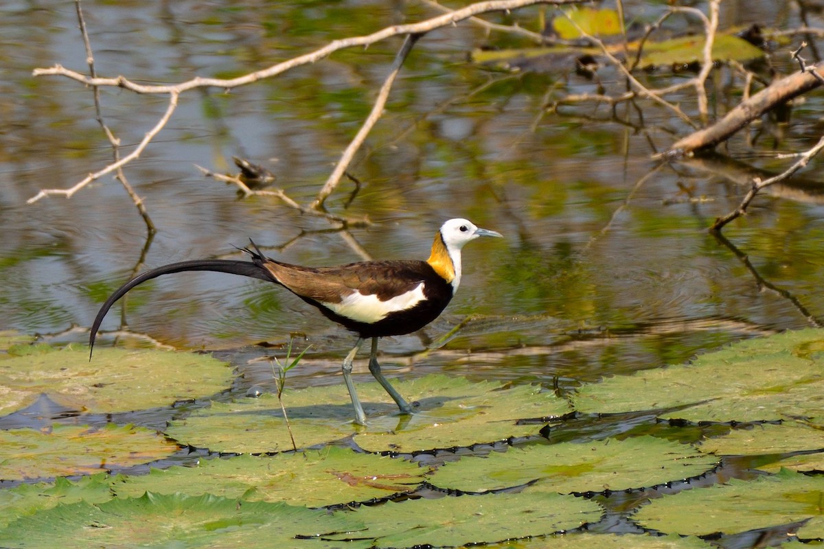 Pheasant-tailed Jacana - ML147034571