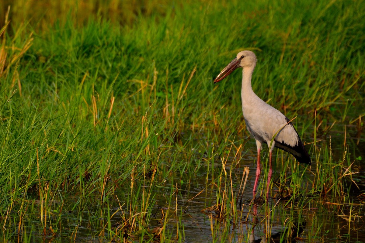 Asian Openbill - ML147035131