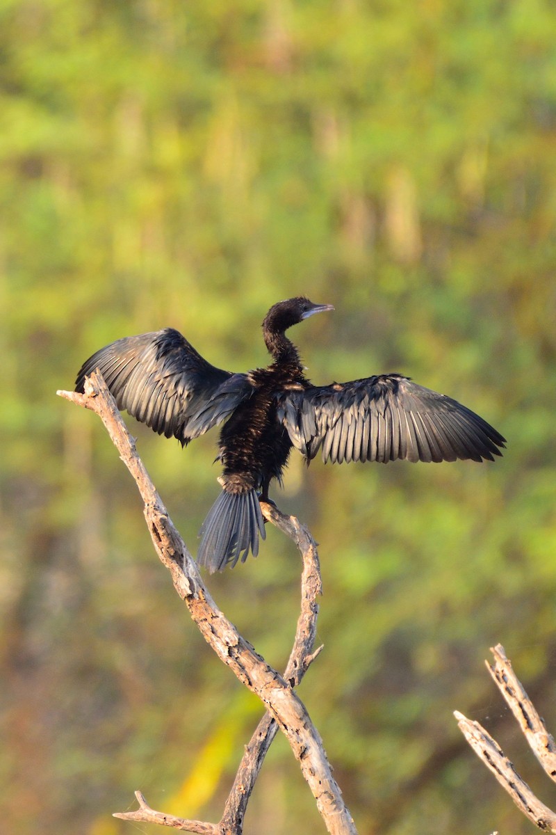 Little Cormorant - ML147035231
