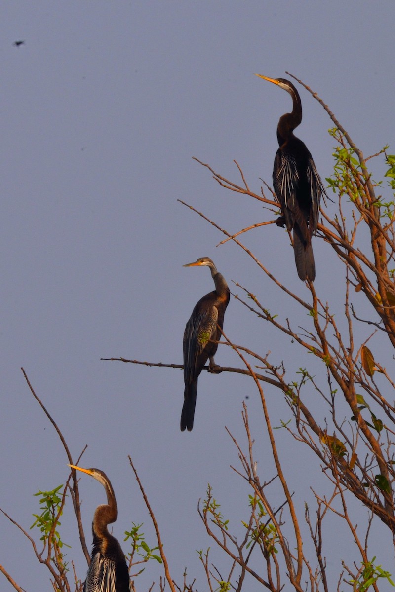 Oriental Darter - ML147035301