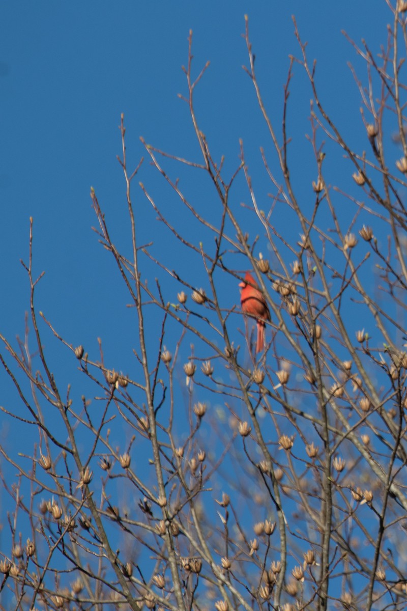 Northern Cardinal - ML147035481