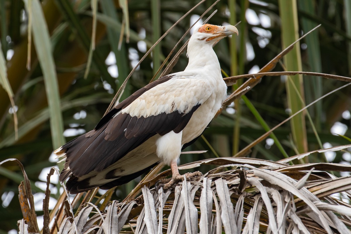 Palm-nut Vulture - James Kennerley