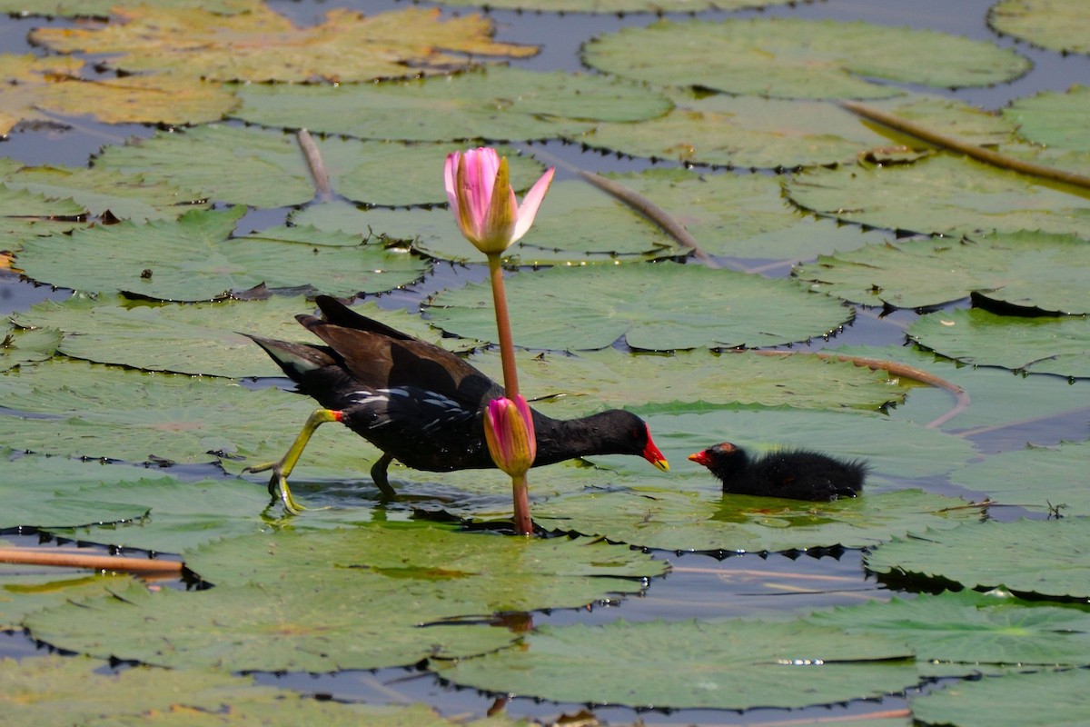 moorhen/coot/gallinule sp. - ML147036191