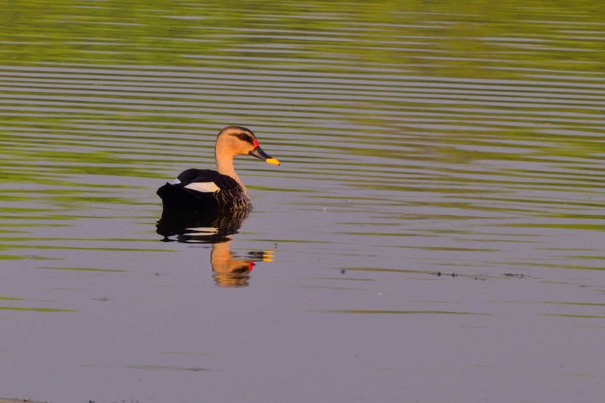 Indian Spot-billed Duck - ML147036641
