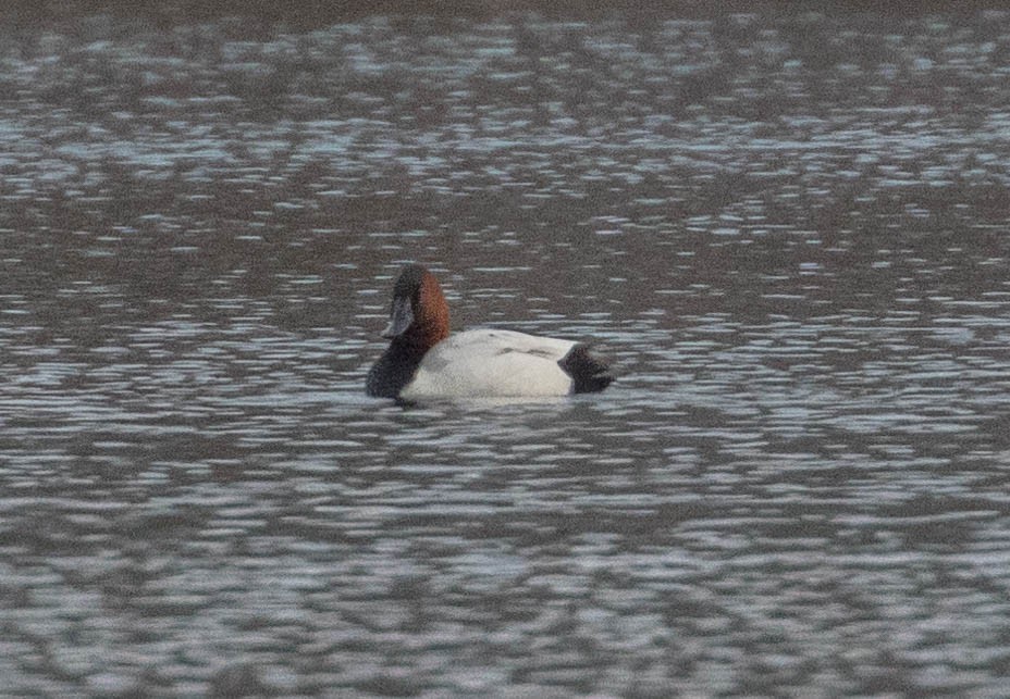 Canvasback - ML147037181