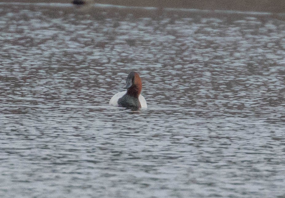 Canvasback - ML147037191