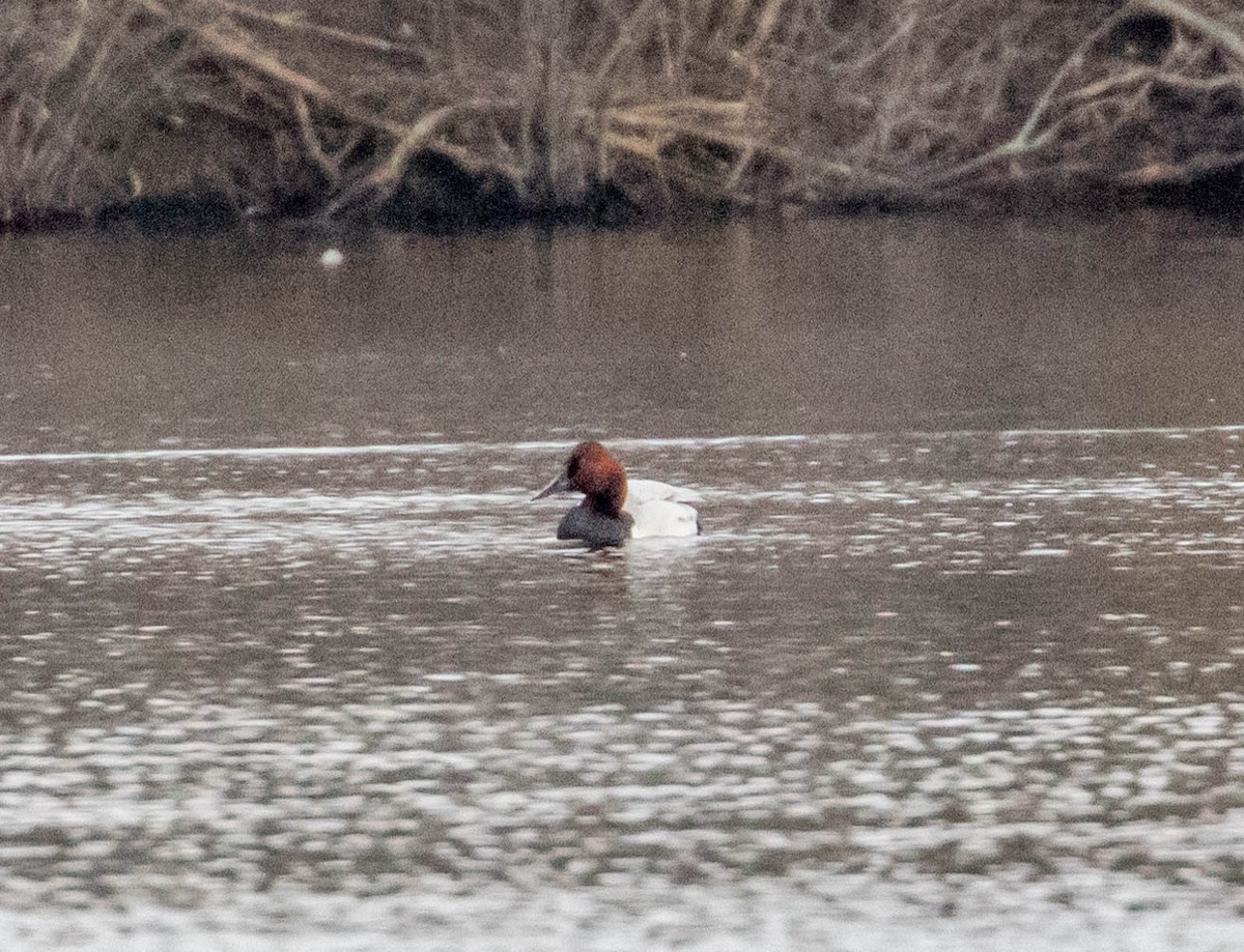 Canvasback - ML147037211