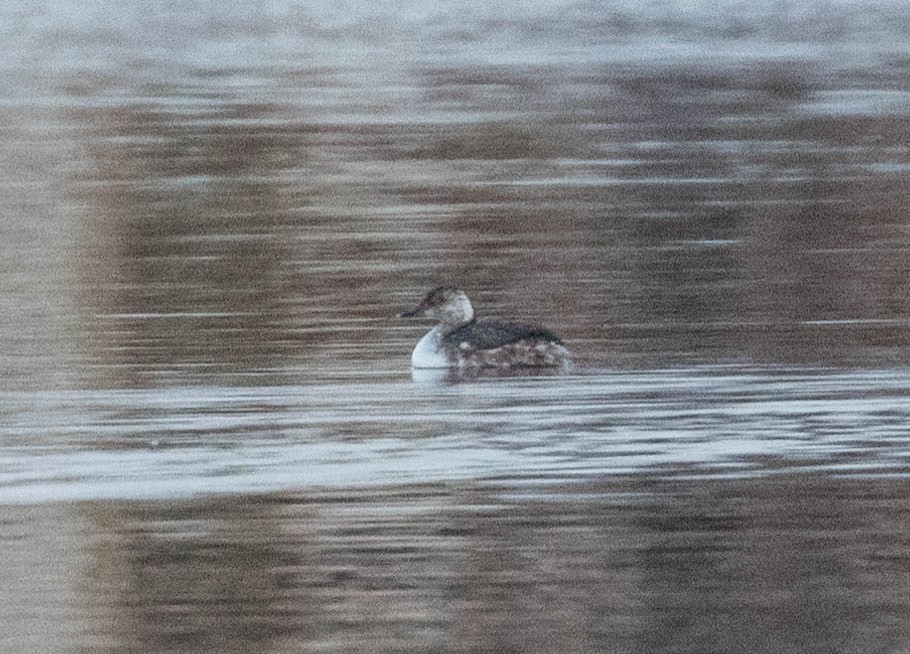 Horned Grebe - ML147037261