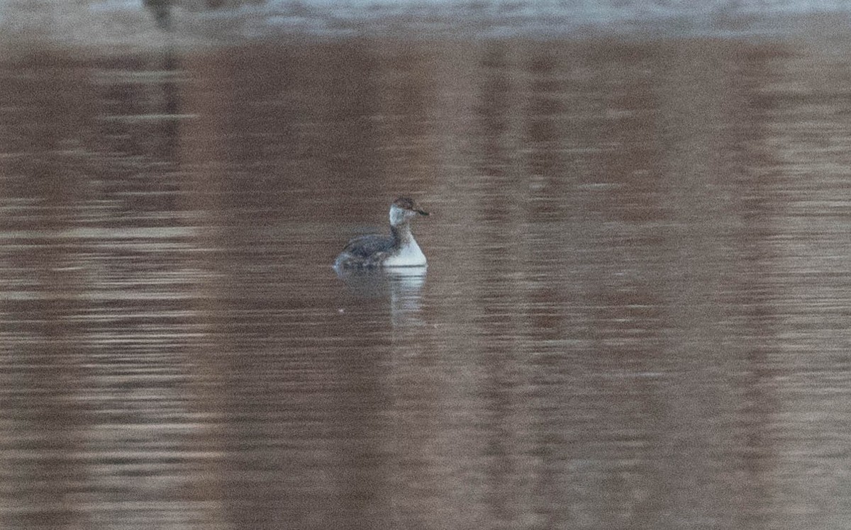 Horned Grebe - ML147037271