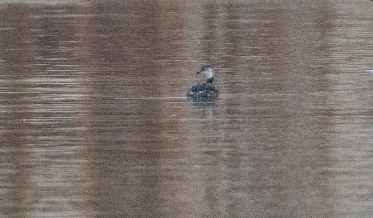 Horned Grebe - ML147037281