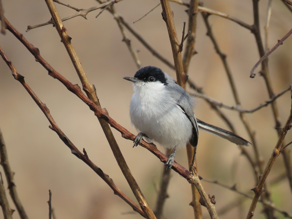 White-lored Gnatcatcher - John van Dort