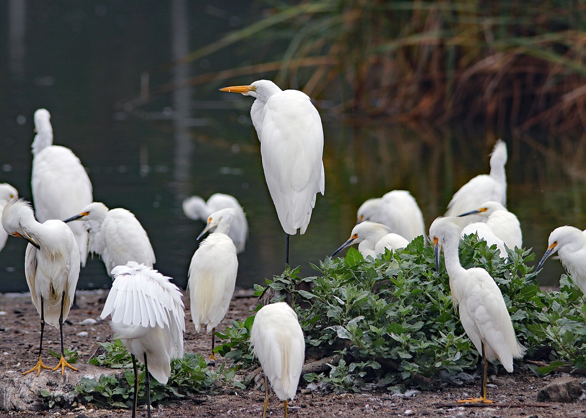 Great Egret - Karaleah Reichart Bercaw