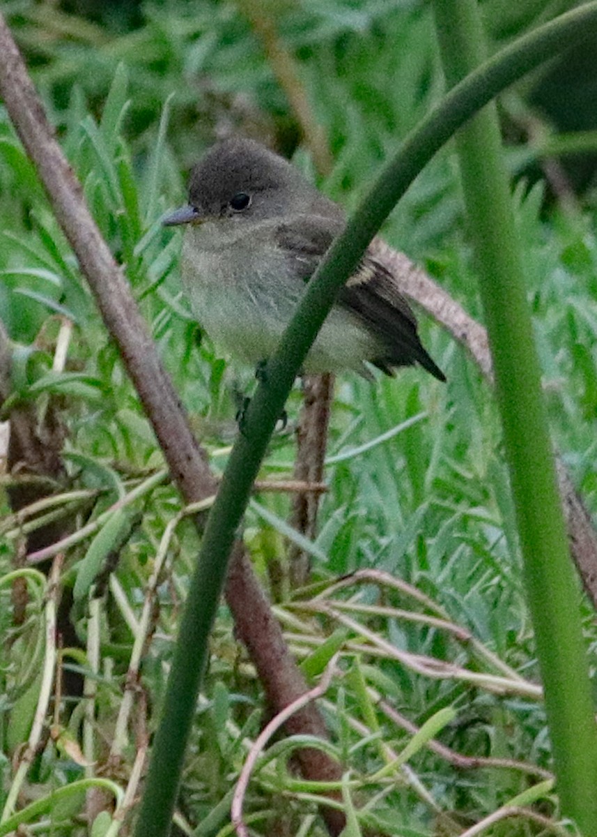 Willow Flycatcher - ML147038271