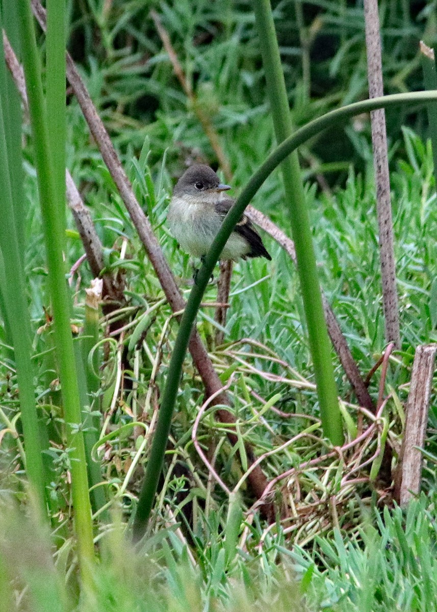 Willow Flycatcher - ML147038281