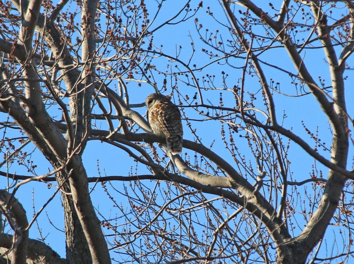 Barred Owl - ML147042251