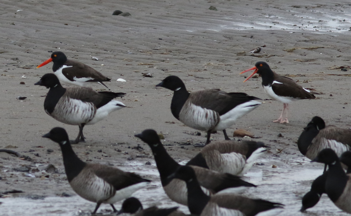 American Oystercatcher - ML147042301