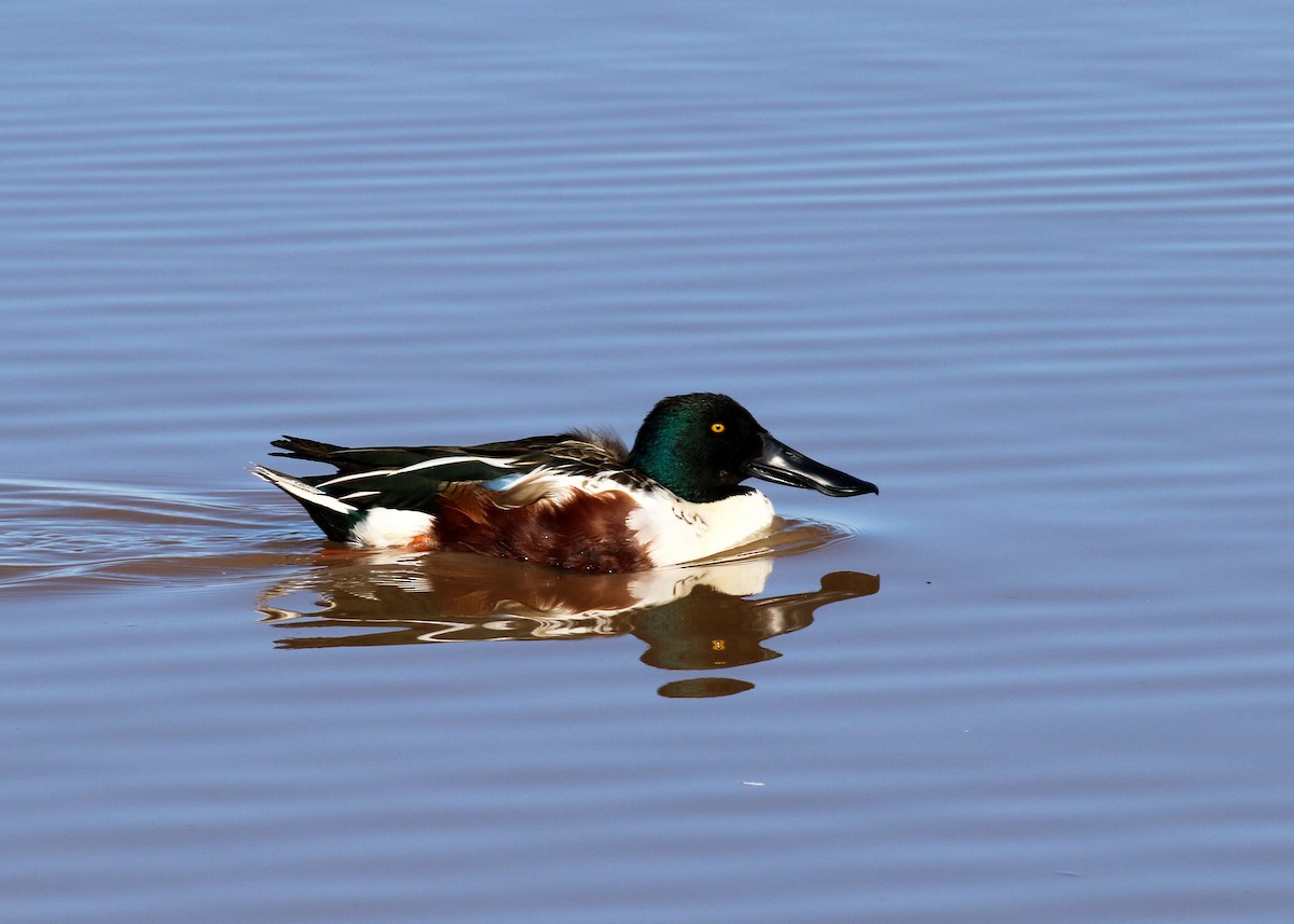 Northern Shoveler - Bob Martinka