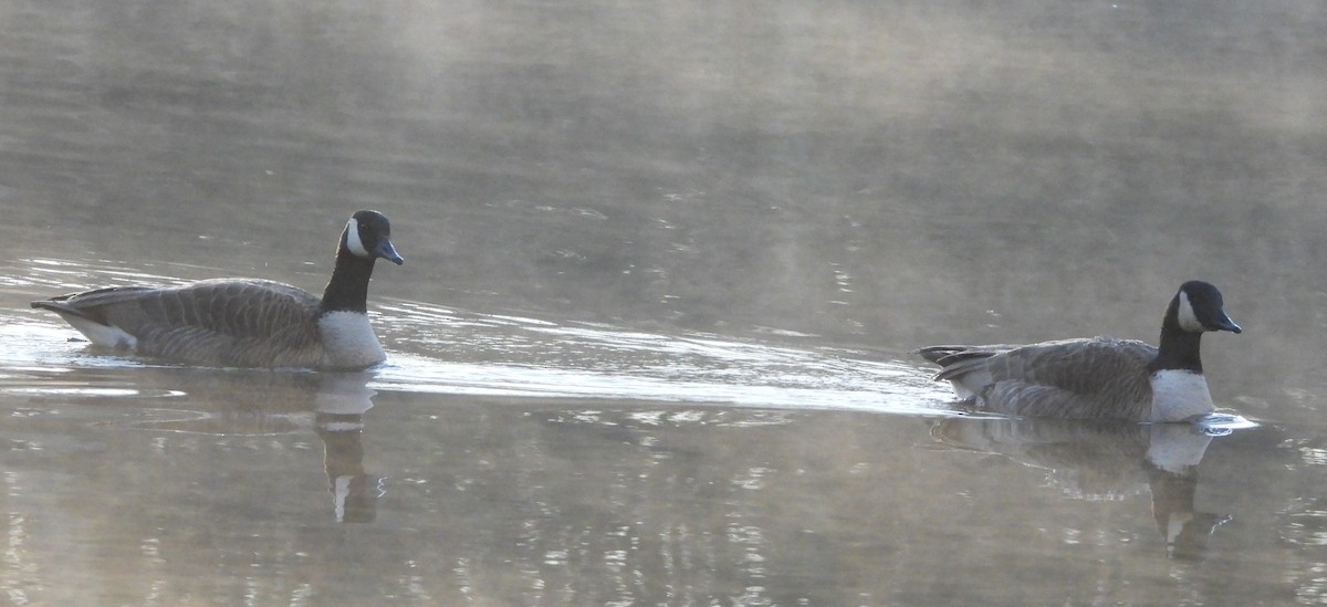 Canada Goose - ML147043261