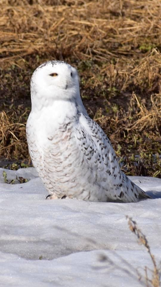 Snowy Owl - ML147043731