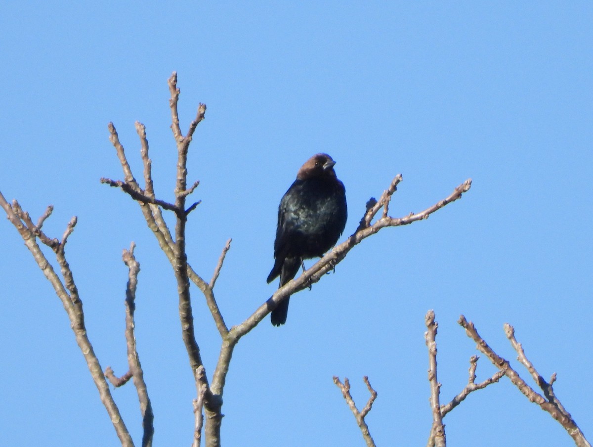 Brown-headed Cowbird - ML147044421