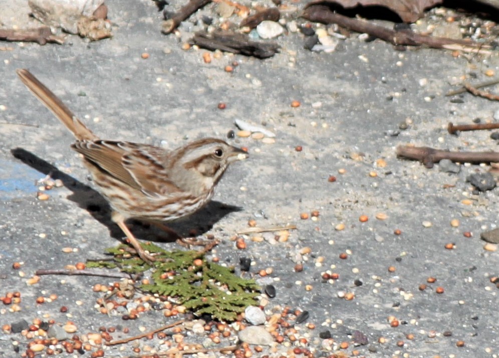 Song Sparrow - ML147044851