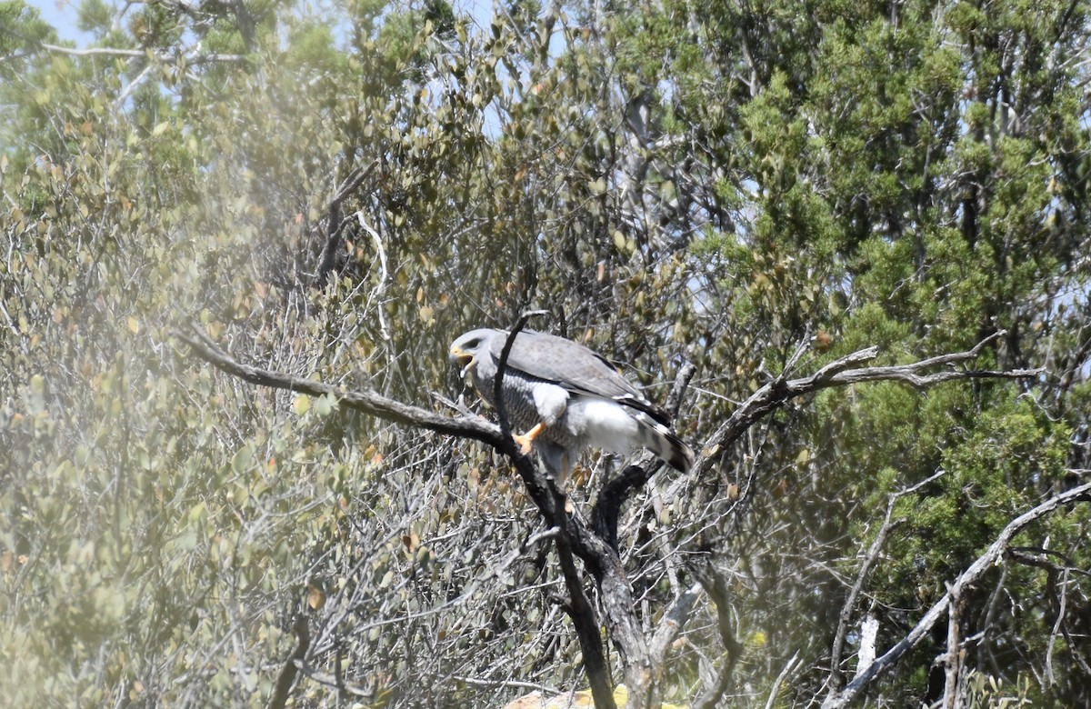 Gray Hawk - Mike Mosser