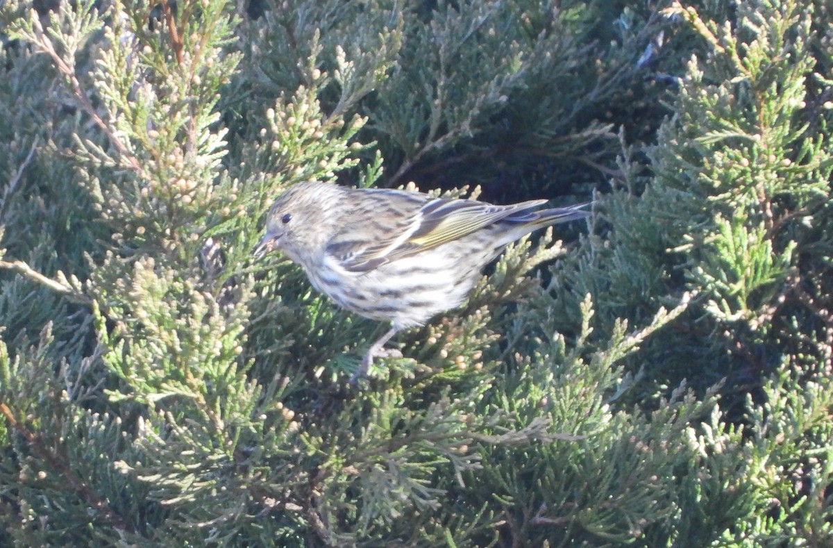Pine Siskin - ML147045281