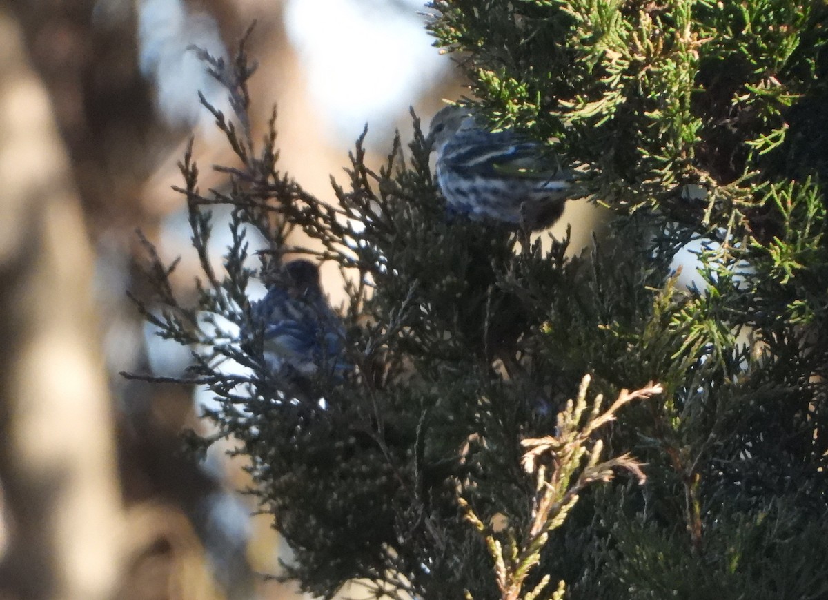 Pine Siskin - ML147045291