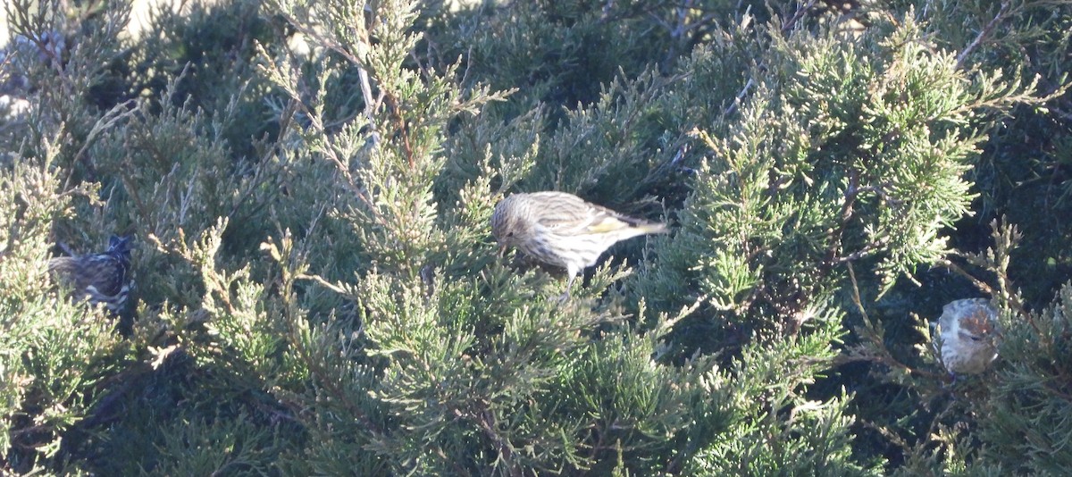 Pine Siskin - ML147045301