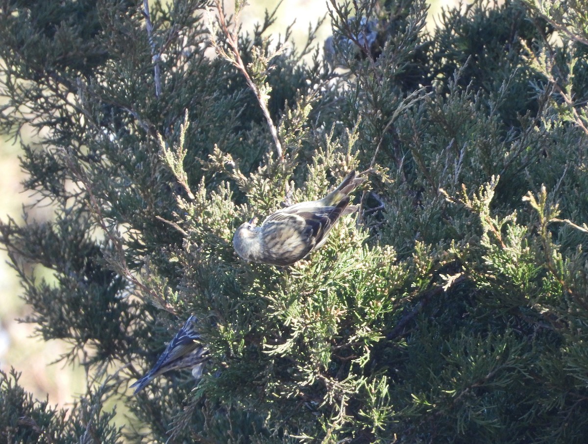 Pine Siskin - ML147045311