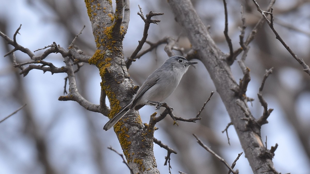 Blue-gray Gnatcatcher - ML147046241