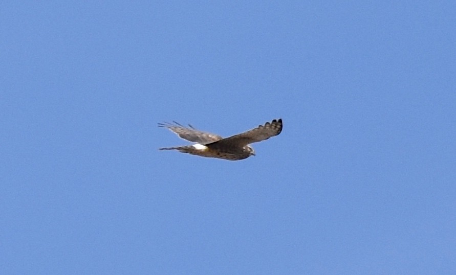 Northern Harrier - ML147046581